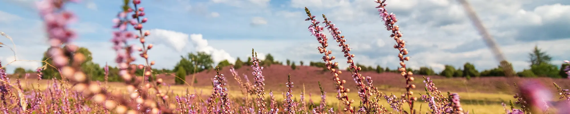 Ein Feld mit lila Blumen