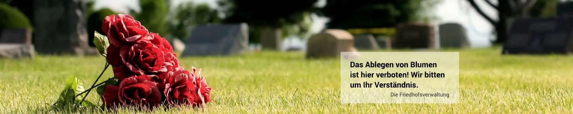 Rose auf wiese liegend, mit Information zur Anonymen Bestattung
