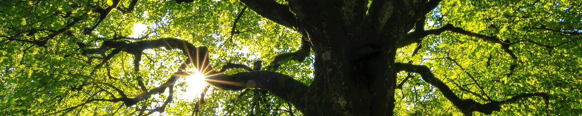 Lichtblicke dur die Wipfel eines alten Baumes