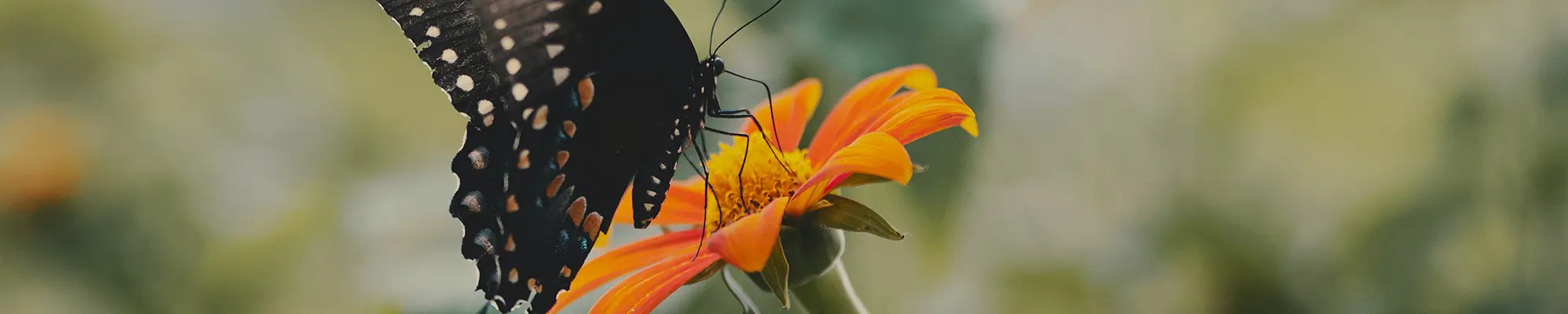 Schmetterling auf Blume