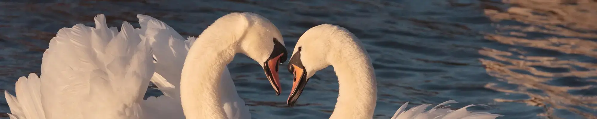 Zusammengehörig - getrennt und doch verbunden