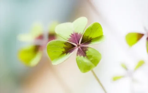 Entstehung - Wachstum - Auferstehung - Erwachen bei Grabsteinen